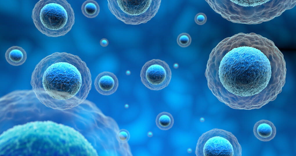 ¿Qué sucede después de la fecundación? Información para personas en  El Salvador