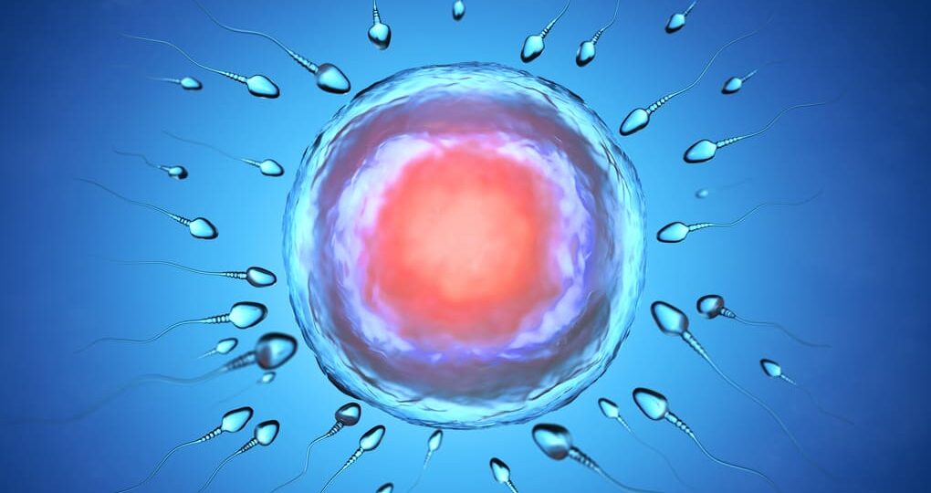 ¿Cómo identificar un óvulo fecundado? Información para personas de  Costa Rica